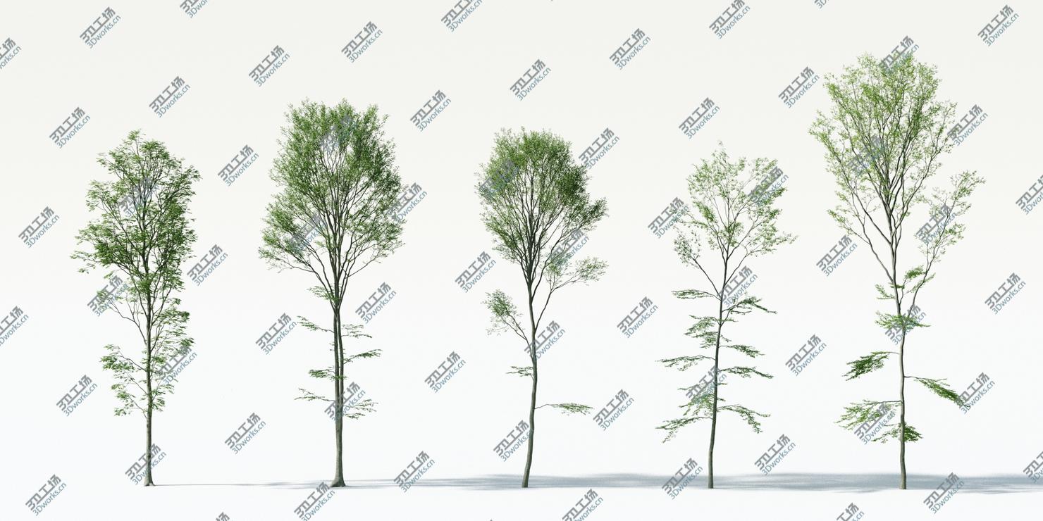 images/goods_img/2021040233/Beech Tree Collection (Fagus Sylvatica)/3.jpg